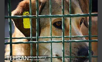 مرکز نگهداری سگ های بدون صاحب  4