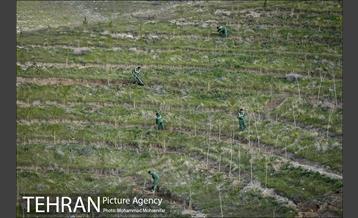 بازدید از پروژه جنگل کاری 1250 هکتاری 24