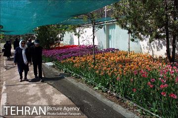 لاله برای مادران 14