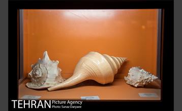 موزه علوم زمین‎ 4