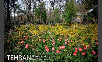 رویش گل های لاله در باغ ایرانی 38