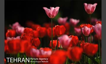 رویش گل های لاله در بوستان ملت 16