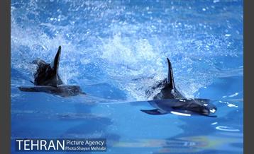 دلفیناریوم برج میلاد 3