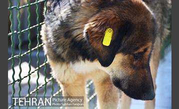 رهاسازی 150 قلاده سگ بدون صاحب  16