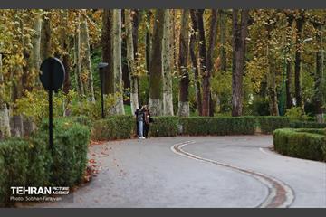 طبیعت پاییزی مجموعه فرهنگی تاریخی سعدآباد  16