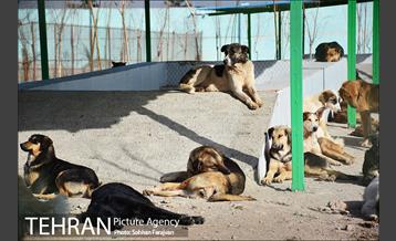 مرکز نگهداری سگ های بدون صاحب  11