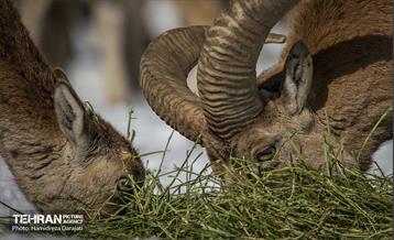 حیات وحش تهران  23