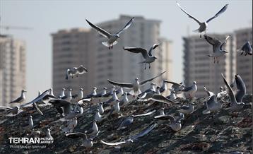 کوچ پرندگان مهاجر به دریاچه شهدای خلیج‌فارس 11