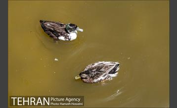 باغ پرندگان تهران 35