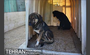 مرکز نگهداری سگ های بدون صاحب  13