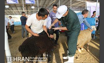 عرضه دام زنده در منطقه 19 شهرداری تهران 3