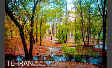 بوستان جنگلی چیتگر 37