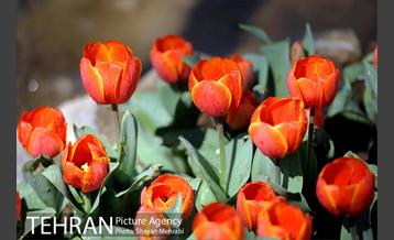 رویش گل های لاله در باغ ایرانی 8