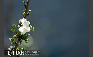 شکوفه های بهاری 10
