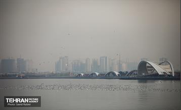 پرندگان مهاجر دریاچه چیتگر 50