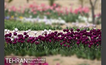 باغ گل لاله های ایرانی در بوستان آبشار تهران‎ 18