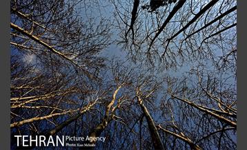 بوستان جمشیدیه (باغ سنگی جمشیدیه) 22