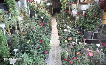 بازار گل شهید محلاتی در آخرین روزهاى سال 39