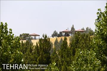 بوستان جنگلی یاس فاطمی 31