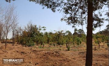 بازدید اصحاب رسانه از روند انجام عملیات احیای چیتگر 37