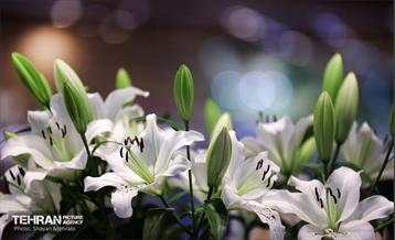 بیستمین نمایشگاه بین‌المللی گل و گیاه 7