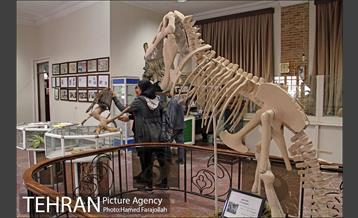 موزه آثار طبیعی و حیات وحش هفت چنار 16