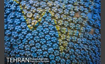 بوستان بازیافت 25