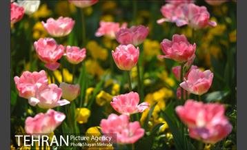 رویش گل های لاله در بوستان ملت 6