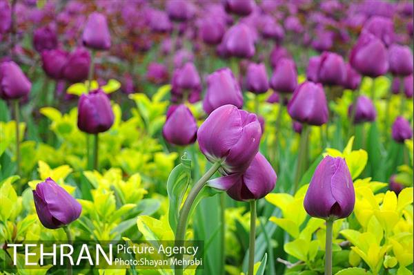 روش گل های لاله در باغ ایرانی 27