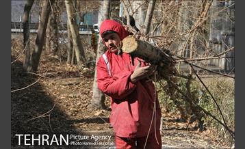 عملیات هرس درختان درمعابر و بوستانهای مناطق تهران 17
