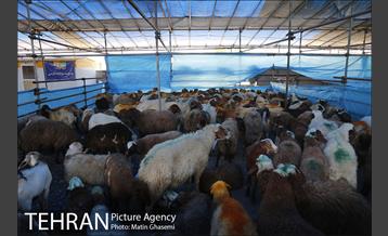 بازدید اصحاب رسانه از مراکز عرضه بهداشتی دام  6