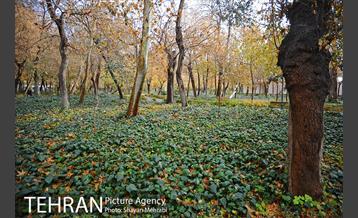 پاییز در پارک شهر 6