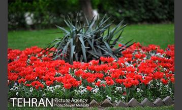 رویش گل لاله در پارک شهر 33
