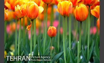 رویش گل های لاله در میدان آزادی 39