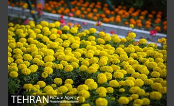 گلکاری در خیابان ولیعصر 18