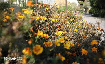 طبیعت پاییزی باغ راه فدک تهران 38