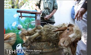 بازار فروش دام در محله طرشت به مناسبت عید قربان 5