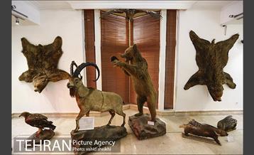 موزه طبیعت و حیات وحش دارآباد 31