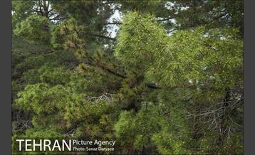 بوستان جنگلی لویزان 6