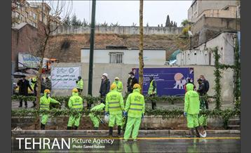 آئین کاشت درخت زندگی 42