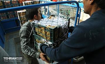 توزیع میوه شب عید قیمت تنظیم بازار در میادین و بازارهای میوه و تره‌بار 4