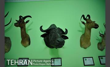 موزه حیات وحش هفت چنار 54