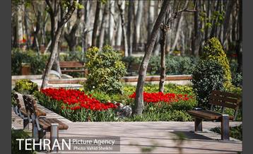 رویش گل های لاله در باغ ایرانی 25