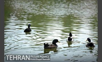 بوستان بعثت 17