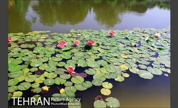 تهرانگردی احمد مسجدجامعی در منطقه 22‎ 11