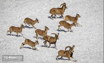 حیات وحش تهران  55