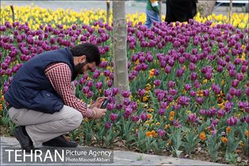 جشنواره لاله‌ها در بوستان زندگی محله هرندی 12