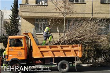 عملیات هرس درختان درمعابر و بوستانهای مناطق تهران 21