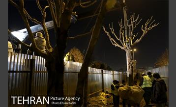 ​جا به جایی درختان گیشا به دلیل ساخت زیرگذر 14