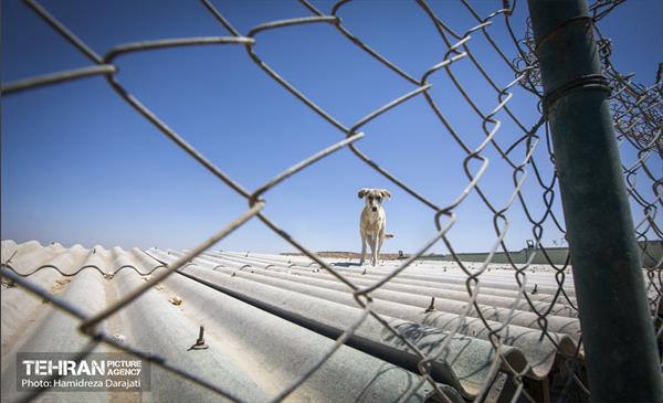 مهربانی با سگ های بدون صاحب 30